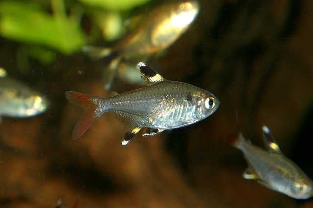 FH_ZA_2485(Pristella maxillaris).jpg